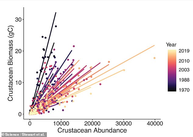 Shrinking Arctic ice has led to the loss of green algae that grows on its undersea surface, which in turn has led to a decline in the population of gray whales' main food: coastal crustaceans such as shrimp and scud.  The study found a decline in crustacean biomass in North Pacific waters