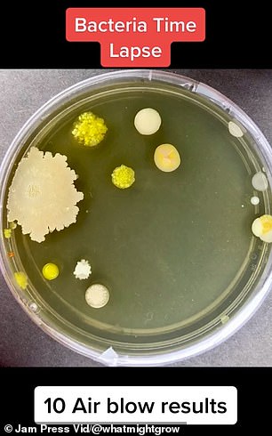 Tim was then given a new dish and waved his hand for 10 blasts of air, finding a whopping 20 colonies of bacteria, as well as two large spots of mold