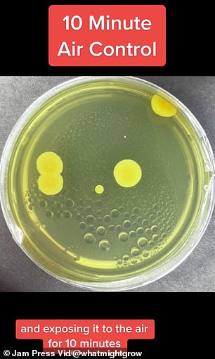 After 10 minutes, the petri dish contained five bacterial colonies