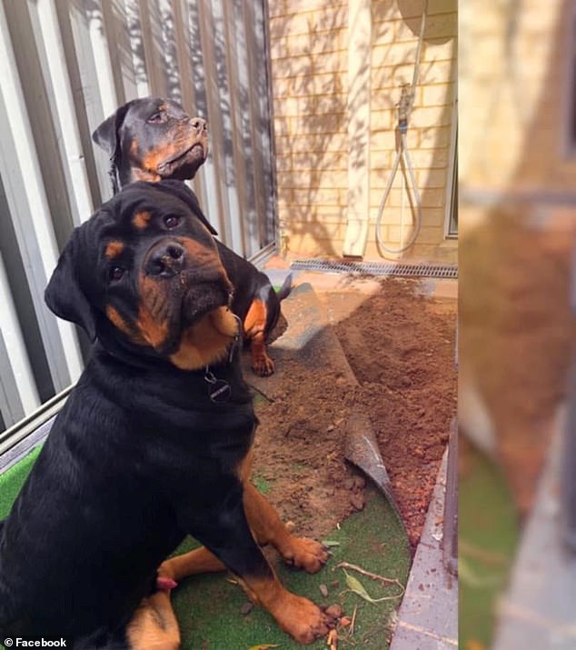 Seven-year-old Bronx was shot and euthanized shortly after the incident, while younger dog Harlem (both pictured) remains in a shelter where his fate hangs in the balance.