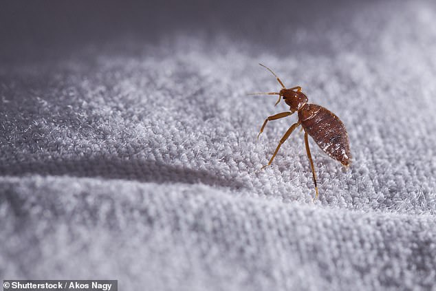 On the Go: Bed bugs are relatively stationary and new infestations normally arise because they hitchhike on the clothing and luggage of unsuspecting people