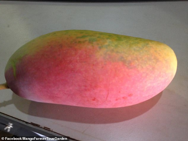 Maha Bliss mangoes are said to have an intensely sweet and buttery flavor