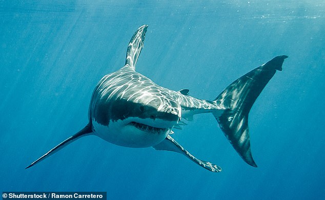 Despite experiencing flashbacks of the shark latched onto her leg, Mrs Cook is incredibly intent on getting back in the water with her swimming club before Christmas.