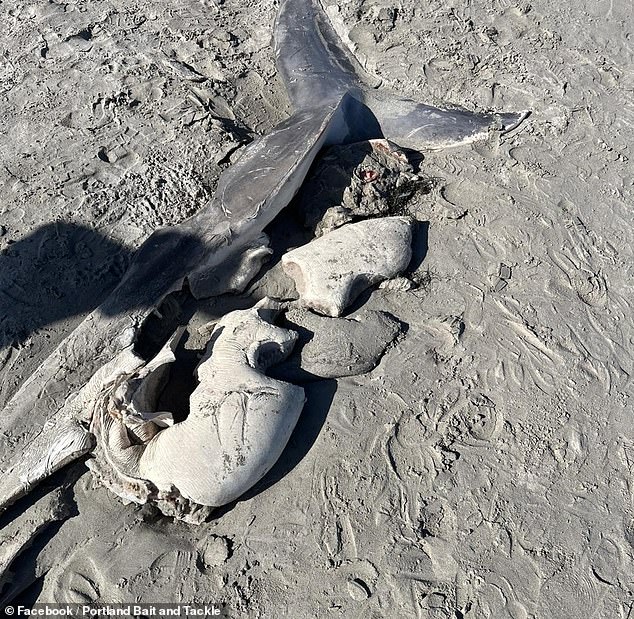 1697726375 50 Grim discovery on Victoria beach after great white shark was