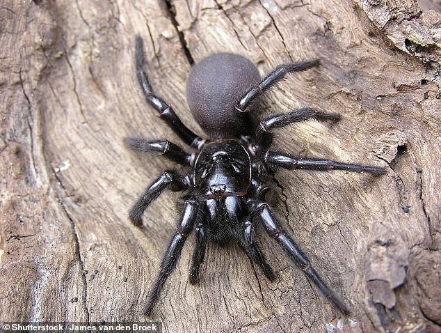 The Sydney funnel-web spider (pictured) is the type most likely responsible for the thirteen deaths attributed to bites