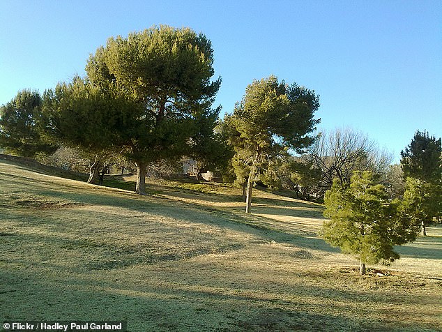 El Paso's Memorial Park (pictured) is the site where Alvarez believed aborted babies were planted under trees as part of a satanic ritual