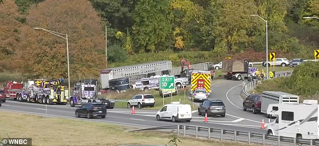 The trailer, which was carrying a total of 44 dairy cows, overturned on the off-ramp in Newton, Connecticut, around 3:26 a.m.