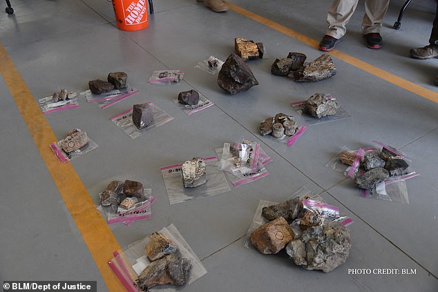 Bone fragments are seen after being seized as evidence.  Prosecutors say fossil dealers conspired to traffic 150,000 pounds of stolen dinosaur bones