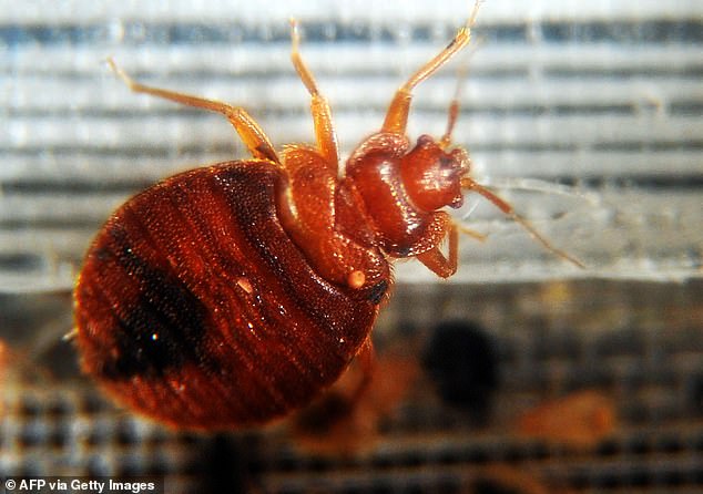 Bed bug bites leave red marks, blisters or large rashes on the skin and can cause intense itching or allergic reactions