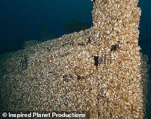 Quagga mussels covered the entire ship when the filmmaker couple discovered it at the bottom of Lake Huron in Ontario, Canada