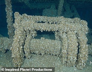 These mussels are known as 'plankton feeders' and are considered invasive because they take food from the food supply of other living organisms