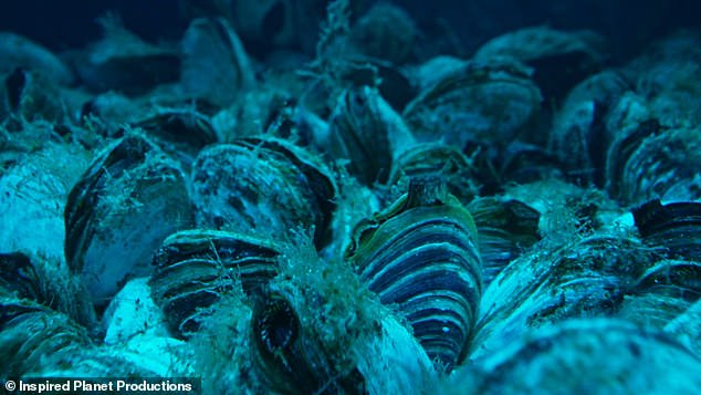 Quagga mussels are also called the 'evil' cousin of zebra mussels, another freshwater mussel.  They are considered evil because they can survive and feed up to 150 meters below the surface of the water