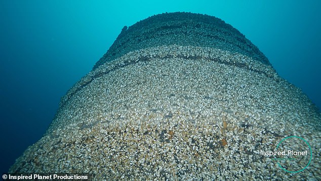 As the couple explored the hidden treasure, they discovered that the ship was covered in quagga mussels.  “Conservationists say the mussels have covered more than 1,400 shipwrecks in the Great Lakes and are slowly destroying their hulls,” CBC reported.