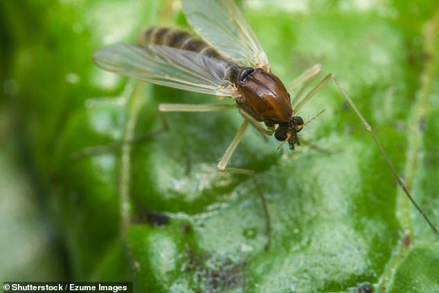 The parasites use sand flies as hosts, known in the US as certain species of horseflies, which then bite humans and cause an infectious disease called leishmaniasis.