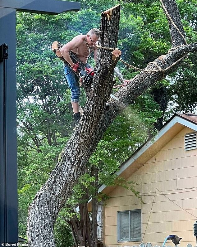This photo, taken in the heat of summer, shows a man choosing comfort over safety as he takes a precarious position on the trunk of a tree while operating a chainsaw
