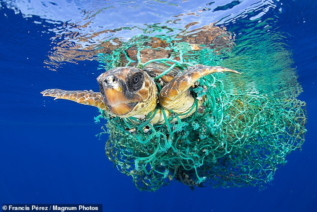 A captured Caretta Caretta in the Canary Islands, 2016