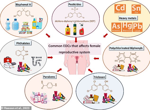 Women are often exposed to EDCs in products they use every day, such as makeup, soaps, shampoos and certain medications.