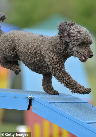 The Puppy Olympics was a popular event that took place at the HOAs for laughs and fun as the participants were not professional.