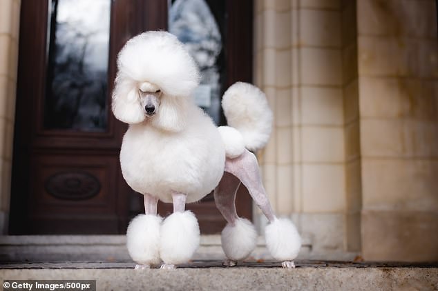 Poodles are beautiful animals that can be worth between $600 and $2,000 to adopt.  The breed has also achieved several dog show wins, including one at the 2020 Westminster Kennel Club Dog Show