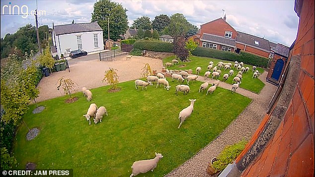 The flock of sheep rushed in and began nibbling on the freshly cut grass