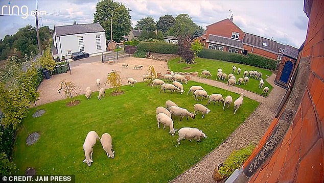 The moment was described as 'absolutely crazy' and the sheep appear extremely happy, bleating as they ran into the garden