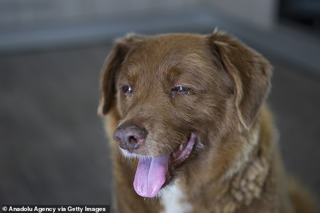He was officially declared the world's oldest dog in February and was also named as the oldest dog to ever live