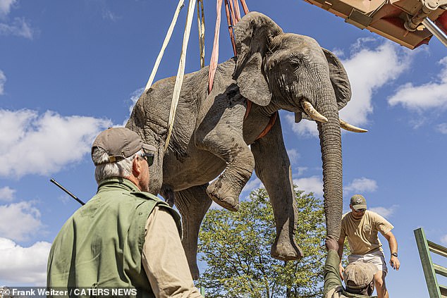 African elephants can weigh up to six tons