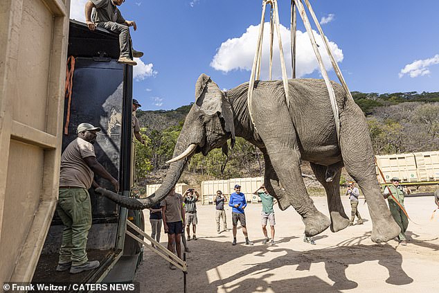 Male elephants are reportedly more difficult to move than females, due to their size