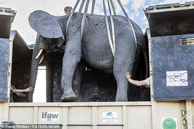 Conservation Solution built a custom harness and harness to lift the elephants