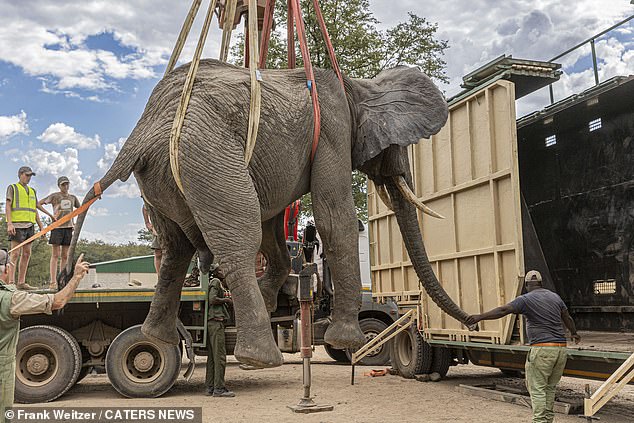 Population fragmentation, with elephant families being split up, has also contributed to the endangerment of the African elephant