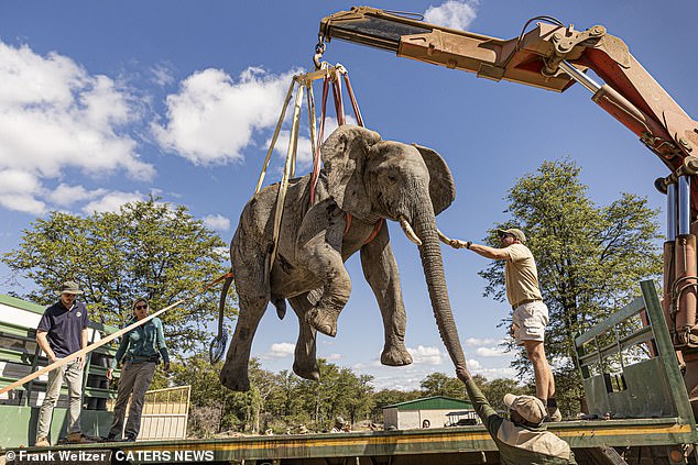 African elephants are generally found in Central African states, but there are populations in West African countries