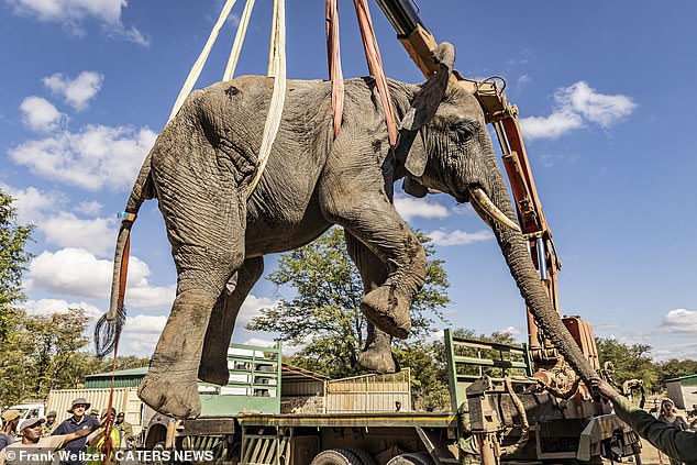 Frank said the new lifting technology has 'tremendously facilitated' the process of moving the animals