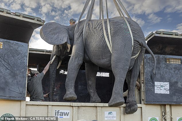 The elephants were given an antidote to wake them up once they were upright and in the trucks