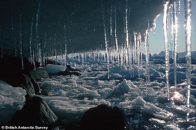 If the ice sheet melts completely, enough water will be released to raise global sea levels by 5.3 meters.