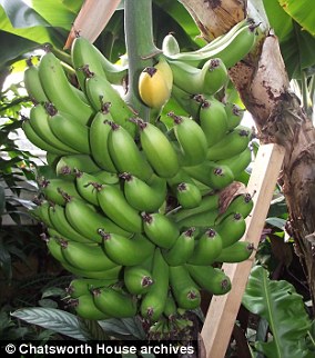 The modern greenhouses at Chatsworth House (pictured) still produce Cavendish bananas