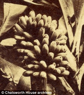 According to folklore, Joseph Paxton, Chatsworth's first master gardener, was inspired to grow a banana by someone he saw depicted on Chinese wallpaper in a Chatsworth bedroom.  He succeeded in growing bananas by 1835 after obtaining one from Mauritius