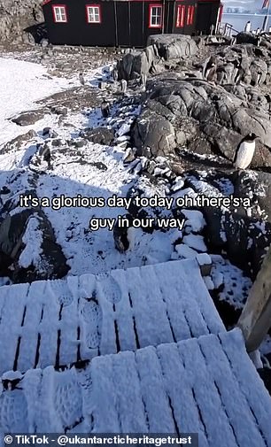 A penguin basks in the sun outside one of the shelters in Port Lockroy