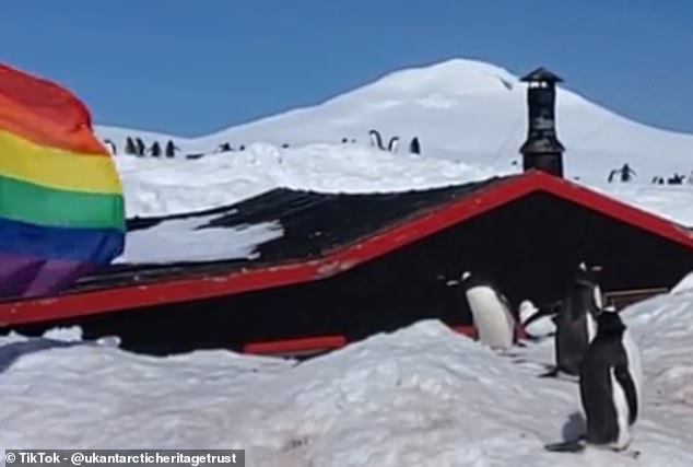 When new recruits land in Port Lockroy, a TikTok explains that the first job involves digging the buildings out of more than 4 meters of snow and creating paths around the island.