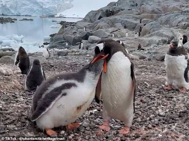 The training required to work at Port Lockroy includes learning remote first aid and a lecture from a 'penguinologist'