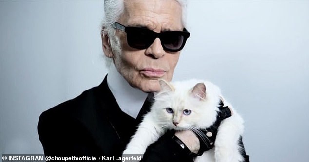 Unfortunately, their flat faces put these cats at increased risk of developing severe health problems, including brachial obstructive airway syndrome (BOAS).  Karl Lagerfeld was rarely seen without his Berman cat, Choupette