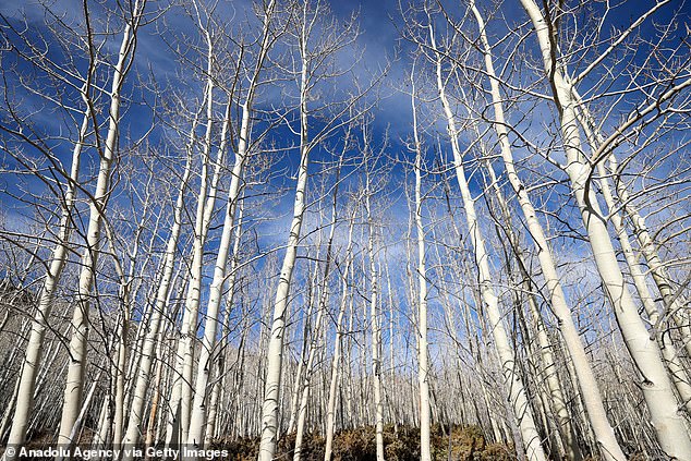 The sounds of this living creature were captured by sound artist Jeff Rice and Lance Oditt, founder of Friends of Pando, who placed a hydrophone in a sacred branch at the base of the tree and maneuvered it to the roots - about 100 feet below the surface.