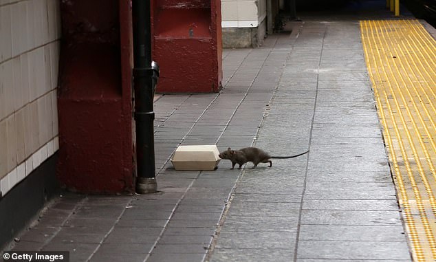 New York, pictured, appears to be improving in the fight against rodents, as the city dropped from second to third on the list.