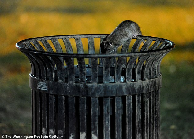 Washington DC, pictured, ranks fourth on pest control company Orkin's list of 'Top 50 Rattiest'