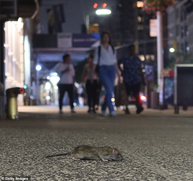 A rat searches for food on a sidewalk on 23rd Street near 6th Avenue in New York in August