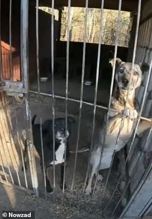 A new shelter for 80 dogs has been built in Kramatorsk, eastern Ukraine