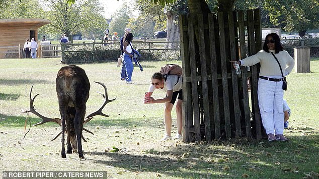 Footage from Bushy Park, south-west London, shows cheeky park visitors just meters away from the deer, despite a strict 50-metre distancing rule (pictured)
