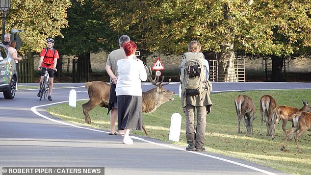 Visitors were pictured standing within easy reach of the deer known to attack their aggressors (photo: a herd of deer in Bushy Park)