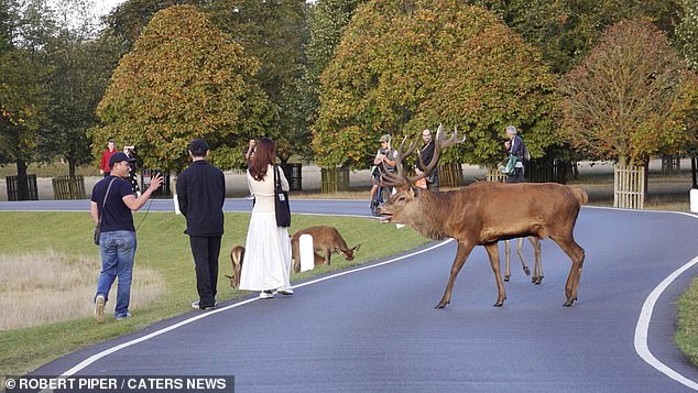 It is recommended to keep a safe distance of 50 meters from the animals, but it has become clear that this rule is unknown or ignored