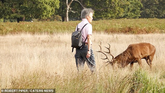 Visitors to Bushy and Richmond Parks are told to keep 50 meters away from deer, especially stags, during their mating season as they spend much of this period fighting rivals.