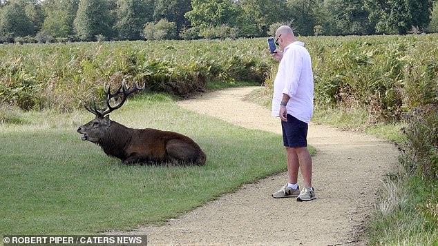 During the rutting season in September-November, deer may become hostile to humans, especially stags, which have been known to attack onlookers